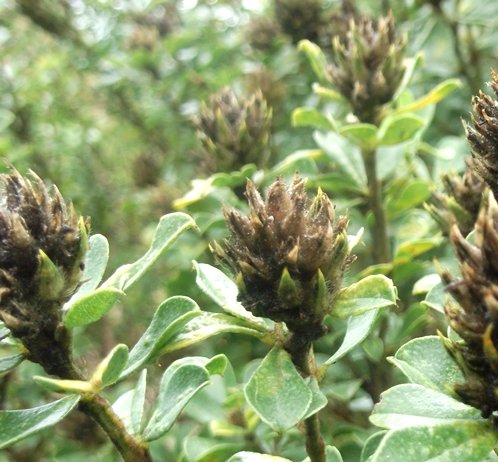 Otholobium bracteolatum fruit